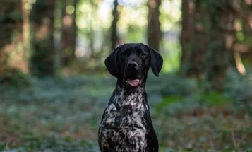 German Shorthaired Pointer