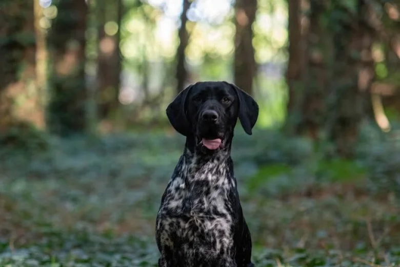 German Shorthaired Pointer