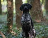 German Shorthaired Pointer