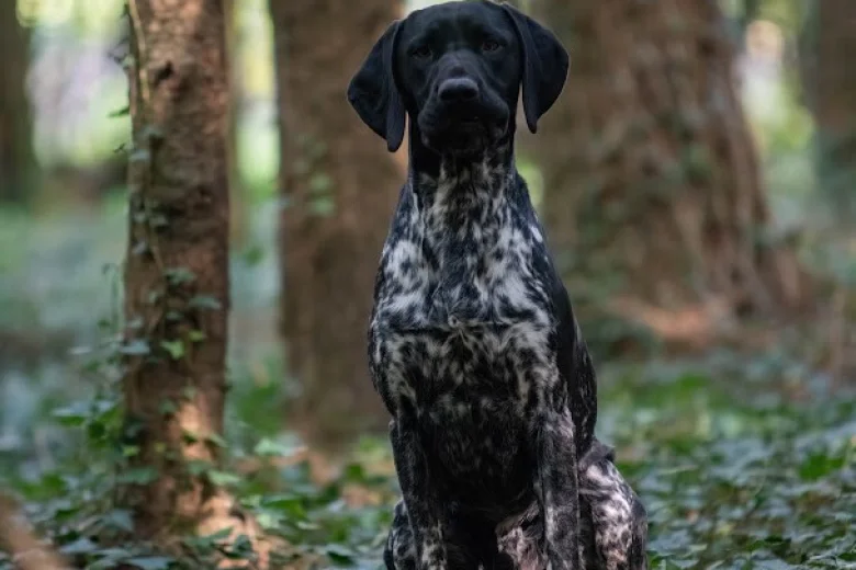 German Shorthaired Pointer