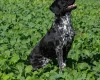 German Shorthaired Pointer