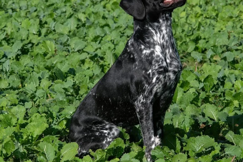 German Shorthaired Pointer