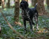 German Shorthaired Pointer
