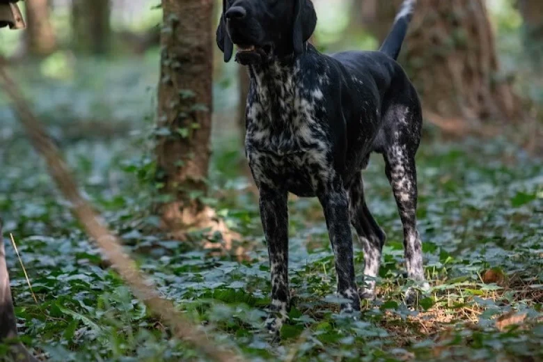 German Shorthaired Pointer
