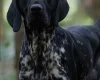 German Shorthaired Pointer
