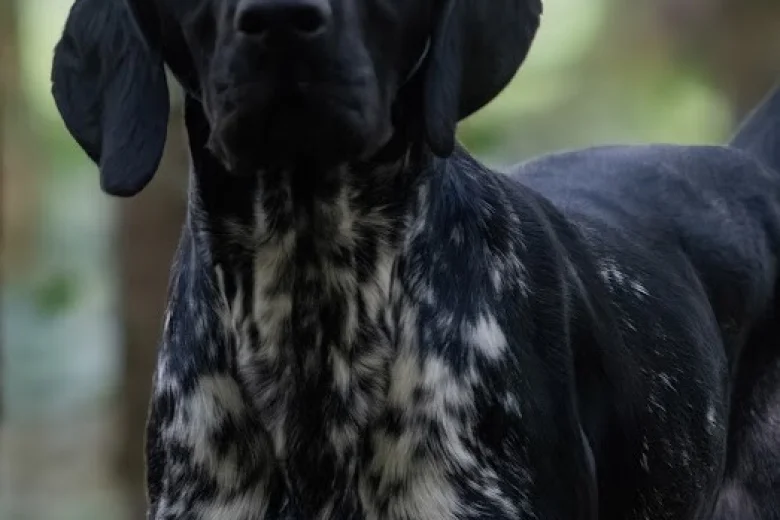 German Shorthaired Pointer