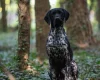 German Shorthaired Pointer