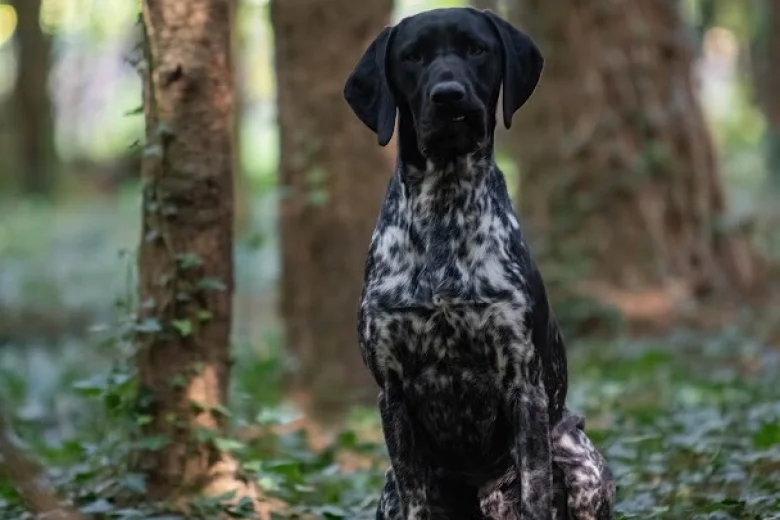 German Shorthaired Pointer