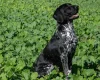 German Shorthaired Pointer