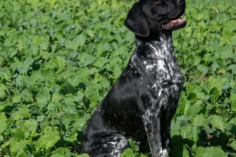German Shorthaired Pointer