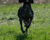 German Shorthaired Pointer