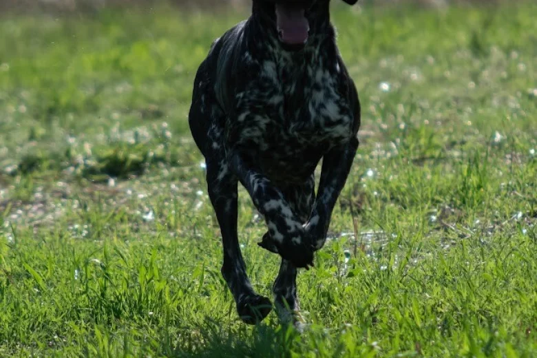 German Shorthaired Pointer