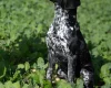 German Shorthaired Pointer