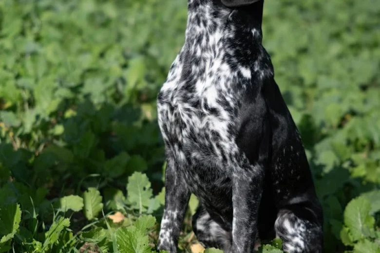 German Shorthaired Pointer