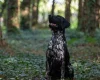 German Shorthaired Pointer