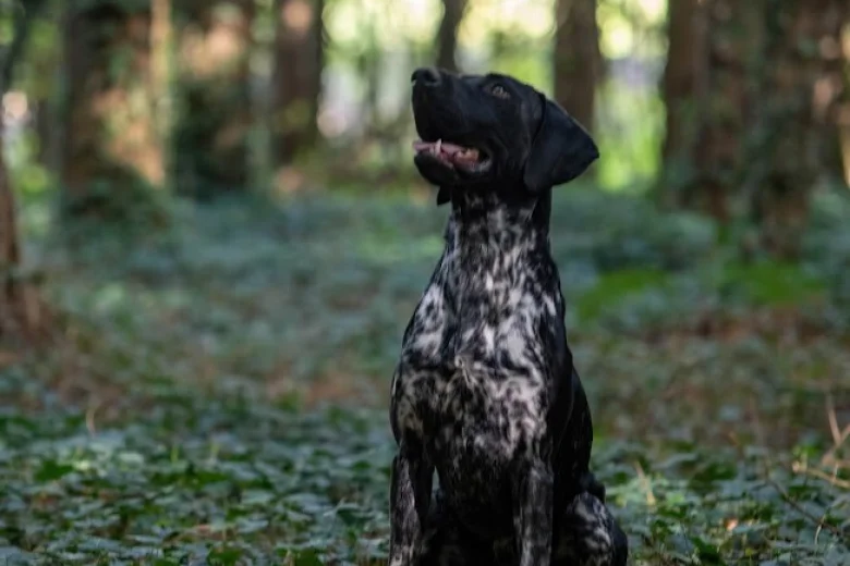 German Shorthaired Pointer