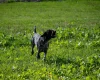 German Shorthaired Pointer