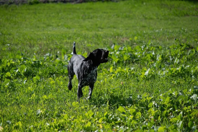 German Shorthaired Pointer