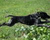 German Shorthaired Pointer