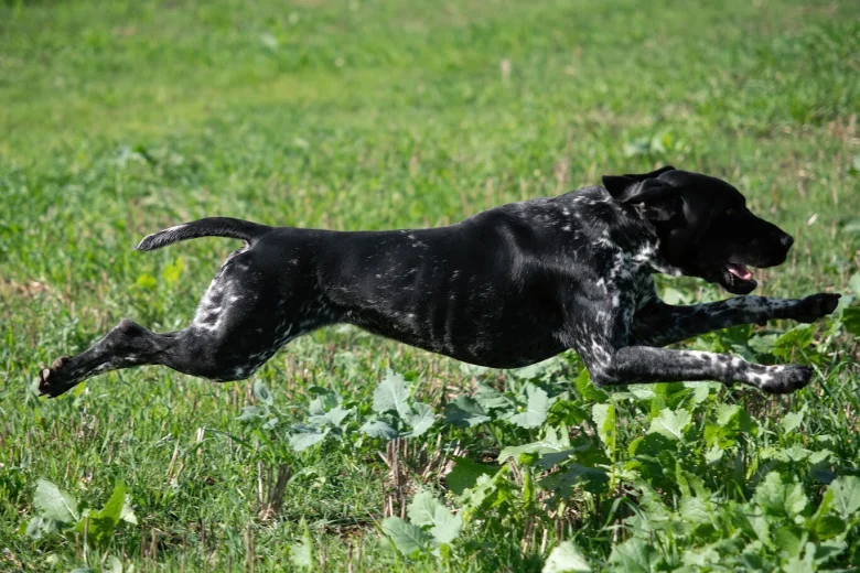 German Shorthaired Pointer