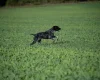 German Shorthaired Pointer