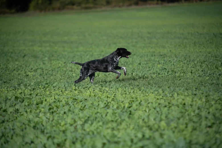 German Shorthaired Pointer