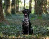 German Shorthaired Pointer