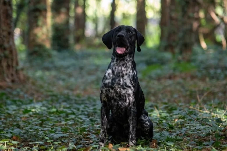 German Shorthaired Pointer