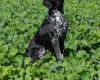 German Shorthaired Pointer