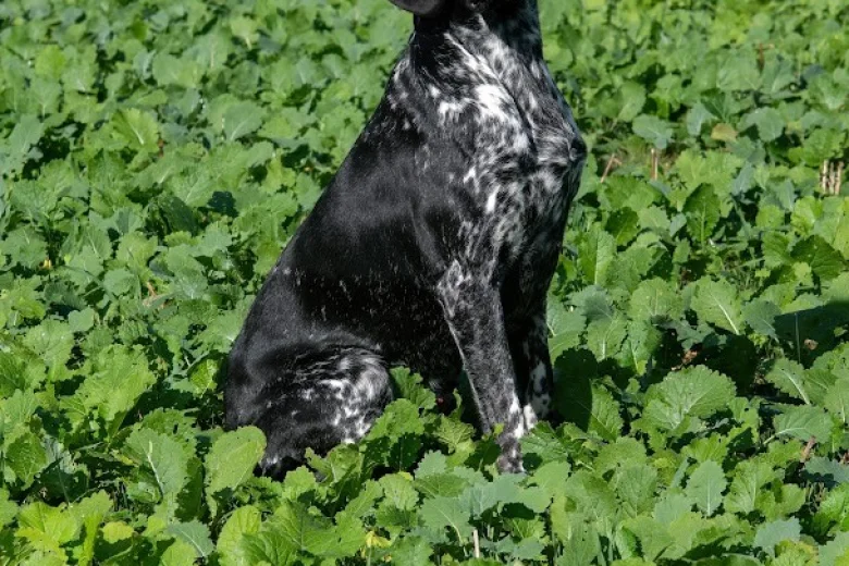 German Shorthaired Pointer