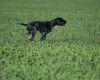 German Shorthaired Pointer