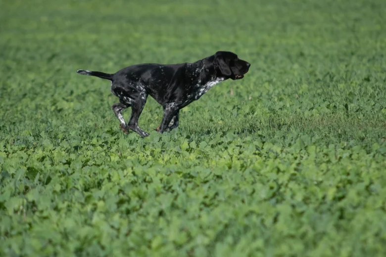 German Shorthaired Pointer