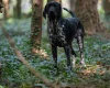German Shorthaired Pointer
