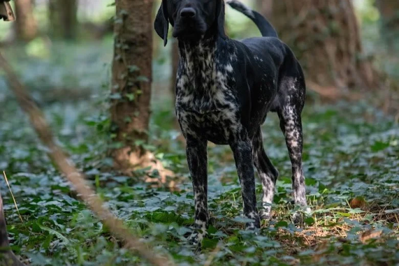 German Shorthaired Pointer