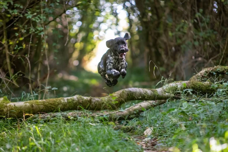 German Shorthaired Pointer
