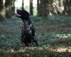 German Shorthaired Pointer