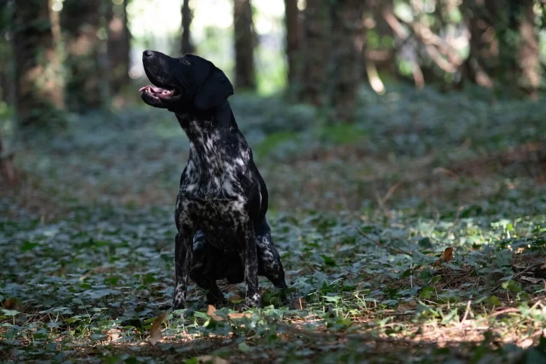 German Shorthaired Pointer