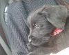 Giant Schnauzer
