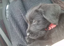 Puppy 10