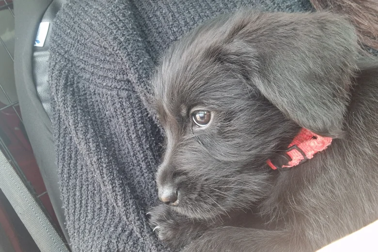 Giant Schnauzer