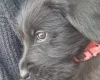 Giant Schnauzer