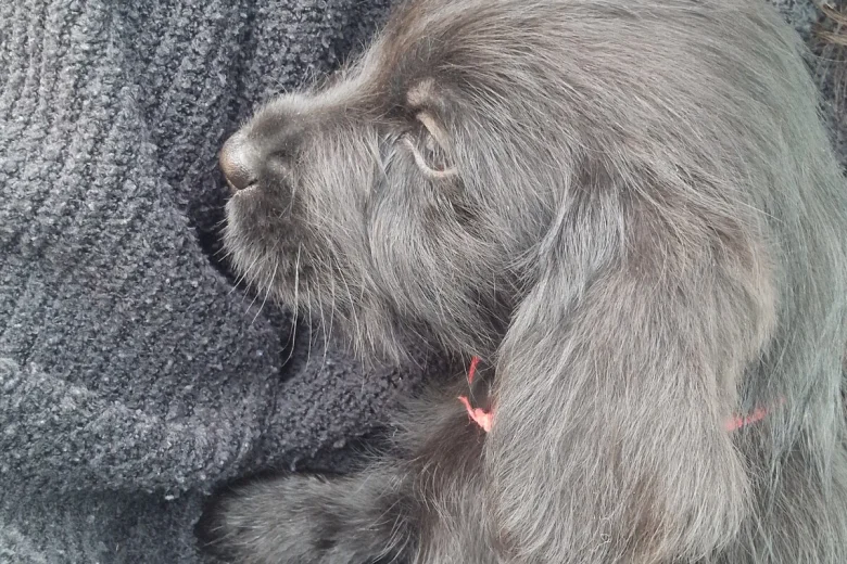 Giant Schnauzer