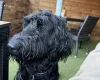 Schnoodle