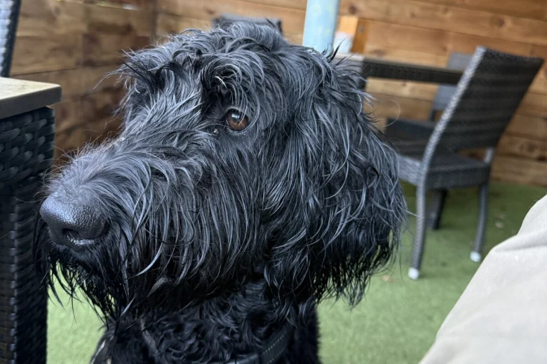 Schnoodle
