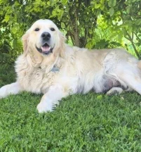Buddy
