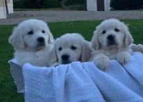 Puppy 2