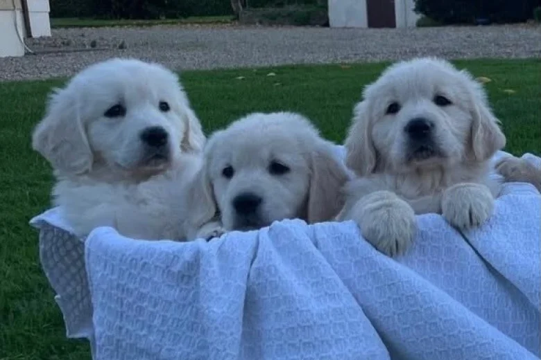 Golden Retriever