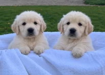 Puppy 3