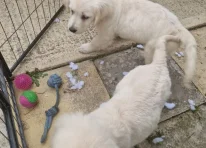 Puppy 1