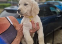 Puppy 4